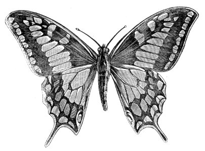 Old World Swallowtail. Free illustration for personal and commercial use.