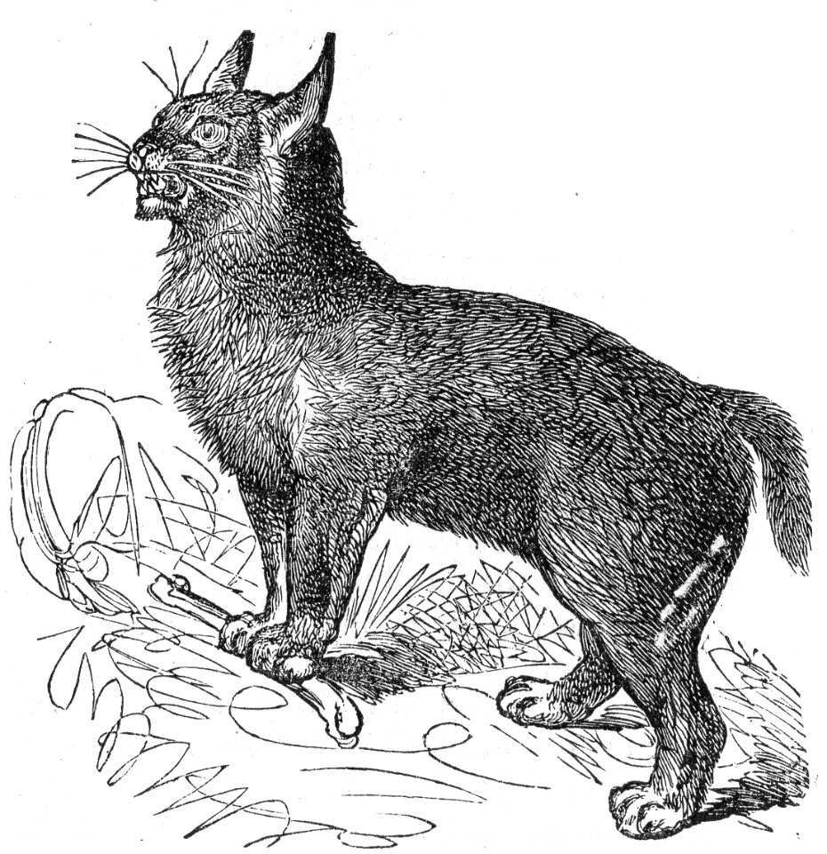 Canada Lynx