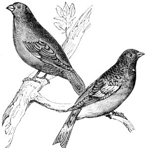 Brambling & European Greenfinch