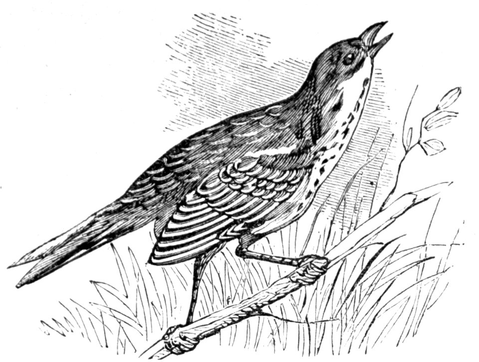 Saltmarsh sparrow