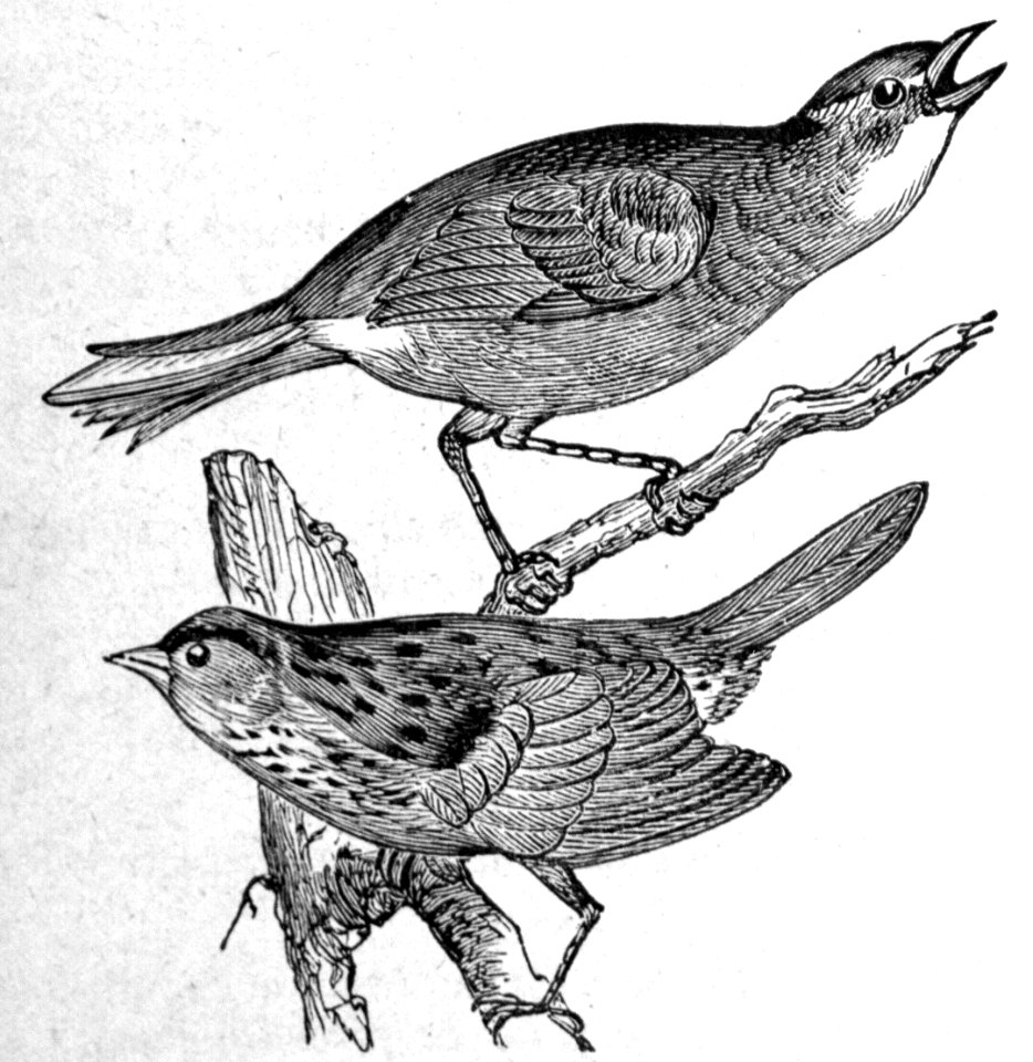Seaside & Lincoln’s Sparrows