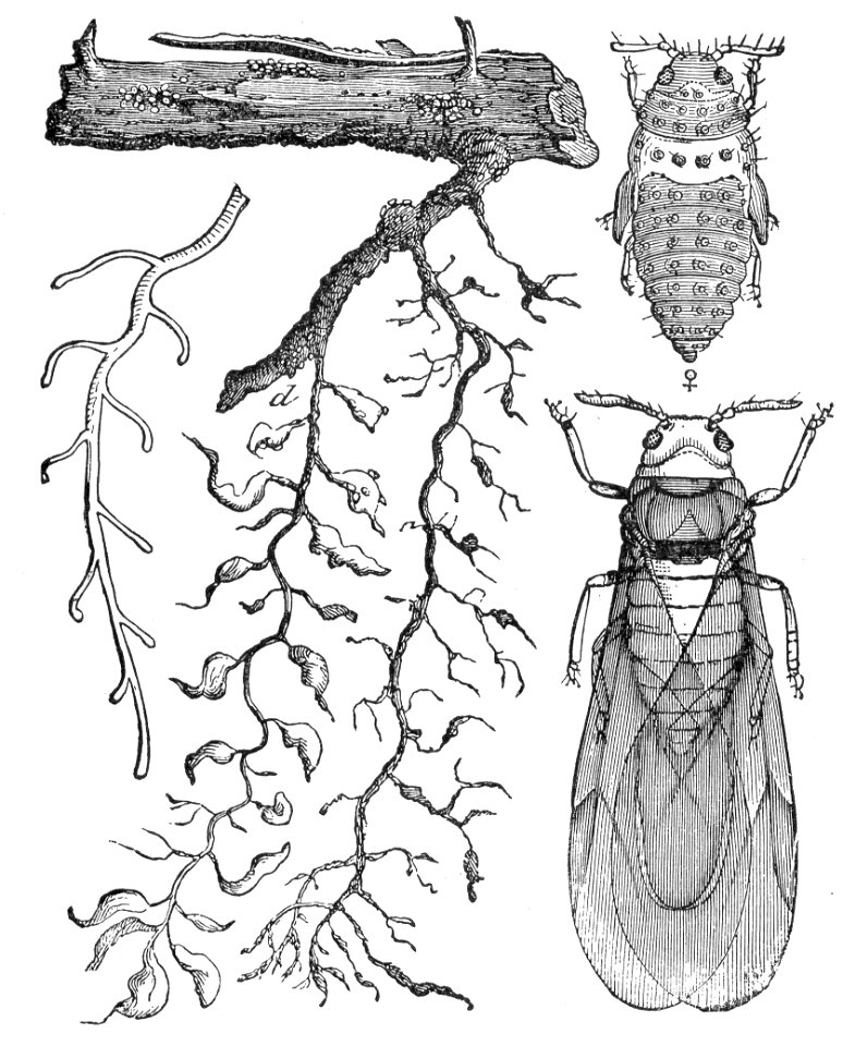 Grape Phylloxera