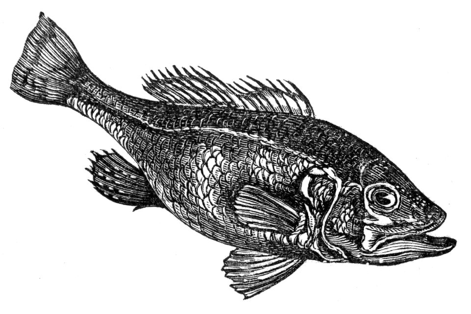 Largemouth Bass