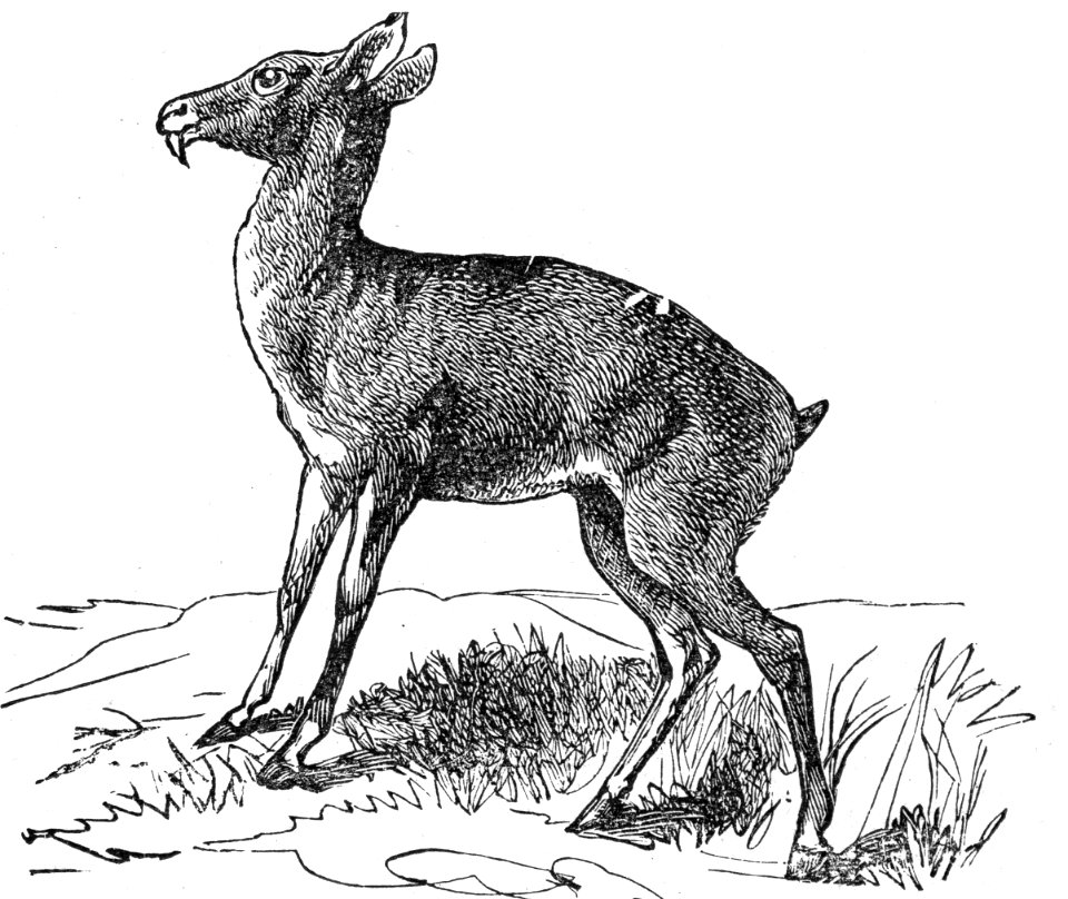 Siberian Musk Deer