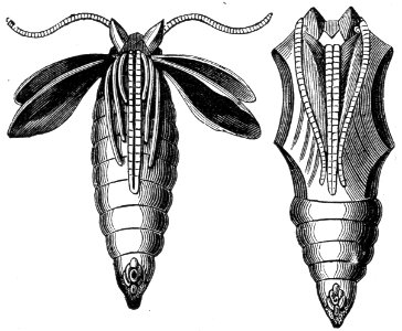 Chrysalis. Free illustration for personal and commercial use.