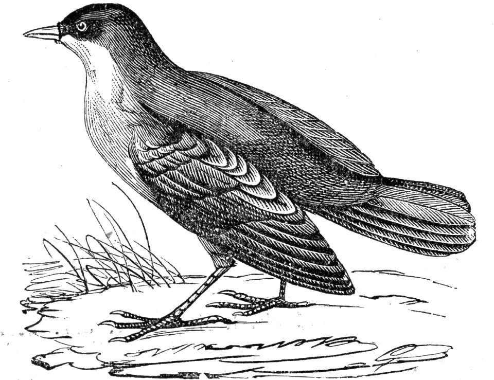White-Throated Dipper