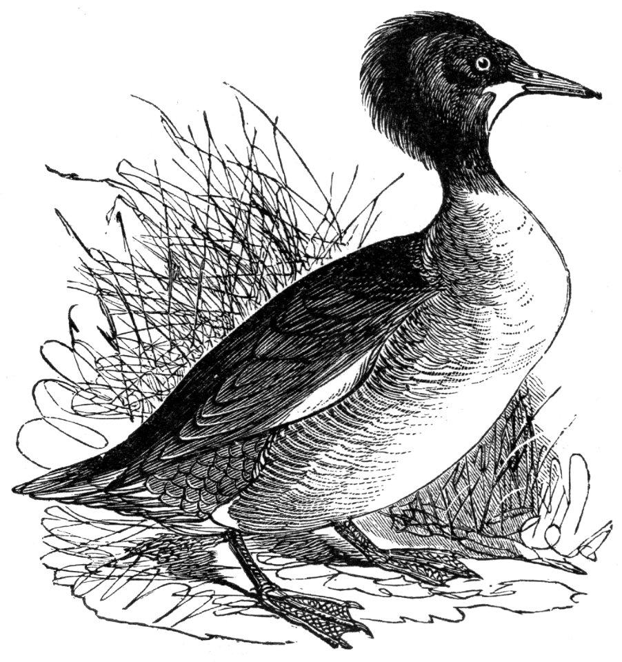 Common Merganser