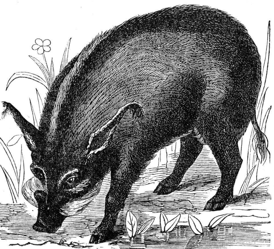Bush pig