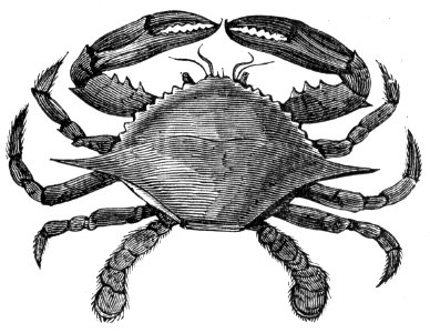 Blue Crab