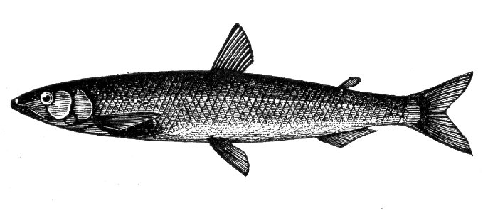 European Smelt. Free illustration for personal and commercial use.