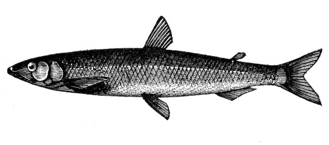 European Smelt