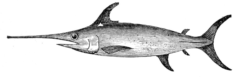 Swordfish