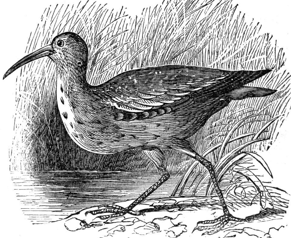 Eskimo Curlew