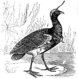 Horned screamer. Free illustration for personal and commercial use.