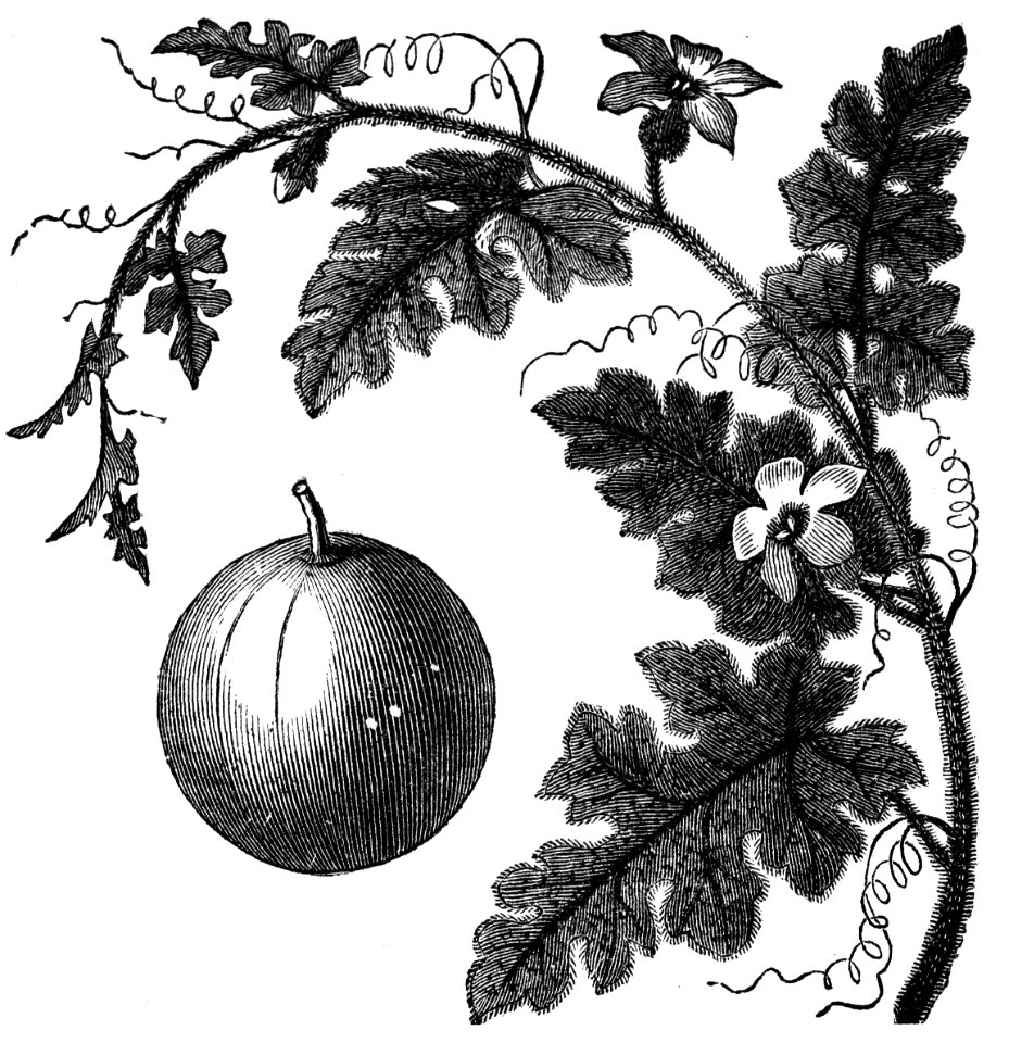 Colocynth