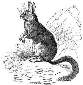 Helamys (viscacha). Free illustration for personal and commercial use.