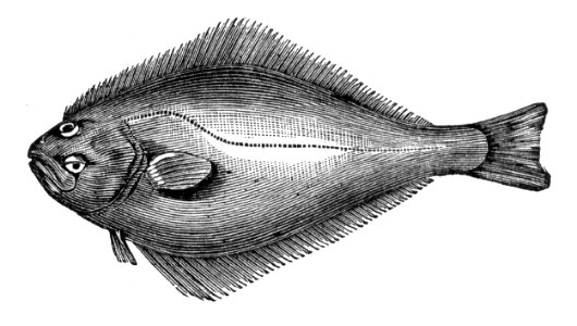 Halibut. Free illustration for personal and commercial use.