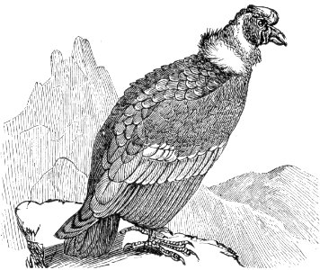 Andean Condor