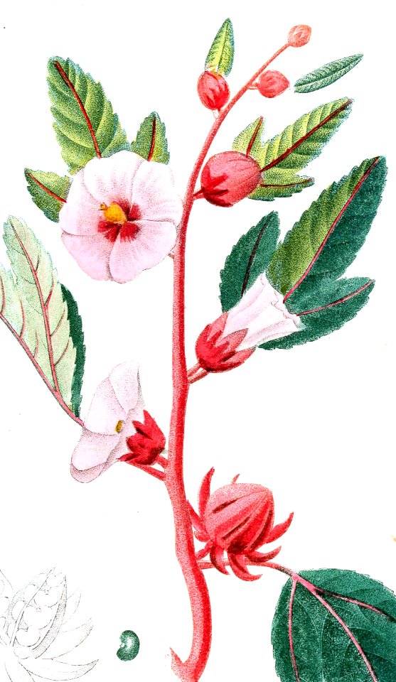 Roselle
