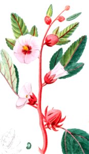 Roselle