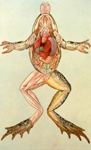 Anatomy of a Female Common Frog