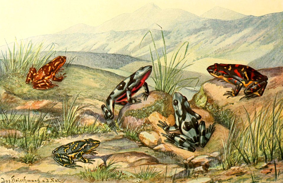 Harlequin Frogs