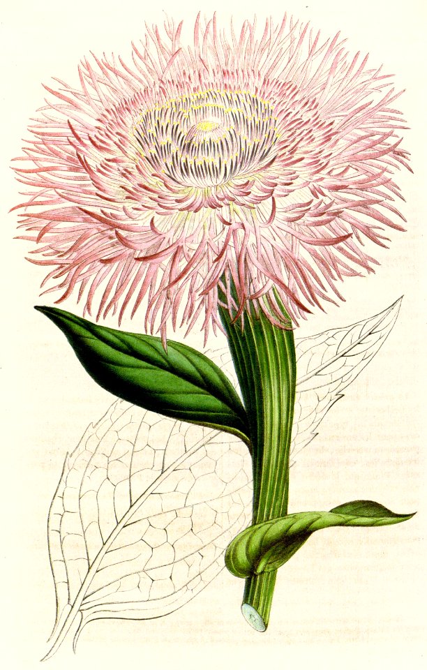 American Starthistle