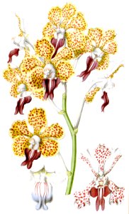 Vanda tricolor
