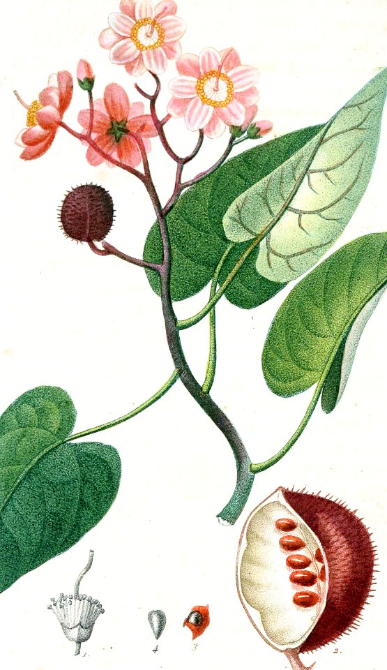 Achiote