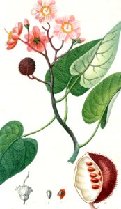 Achiote