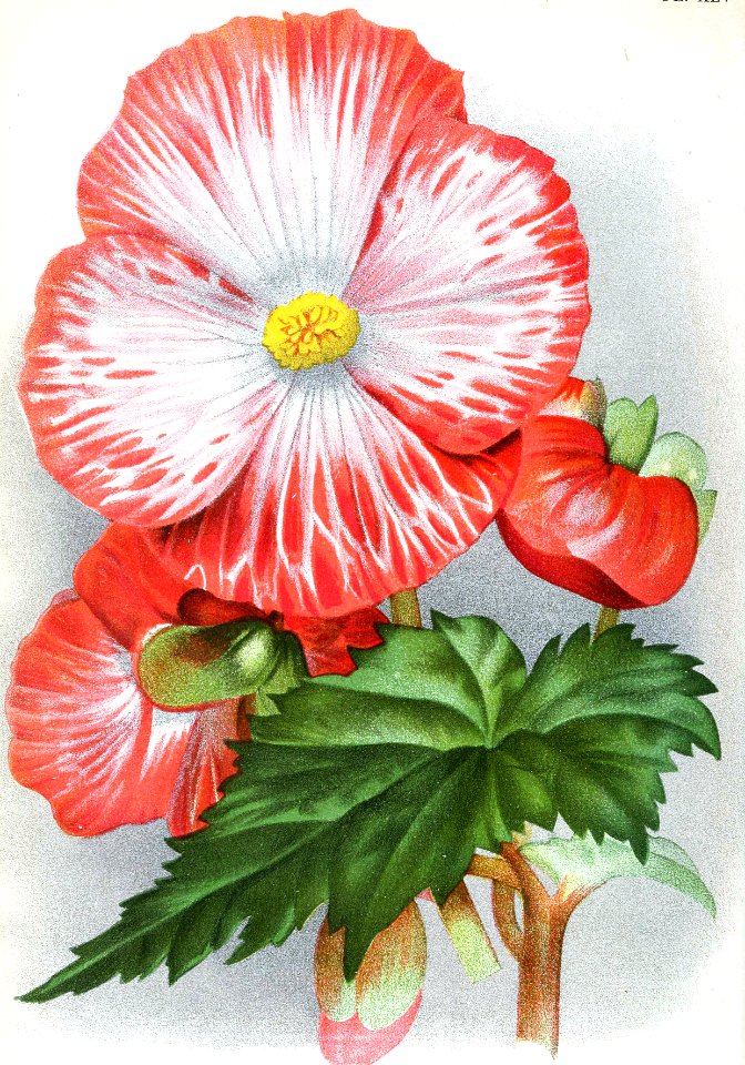 Tuberous begonia Mme Joseph Eliat