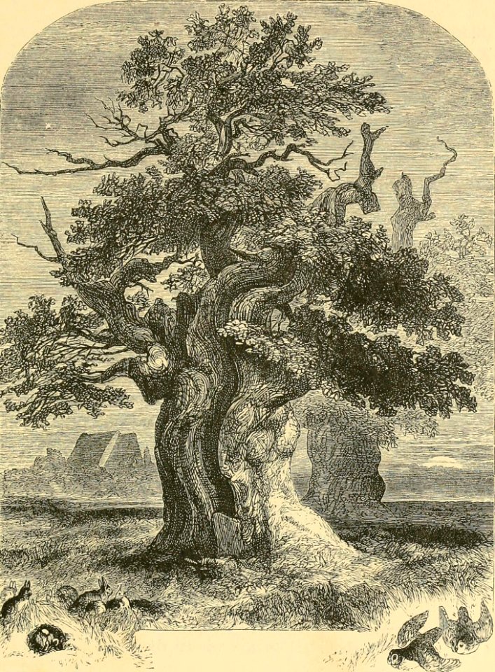 Yardley Oak