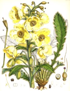 Meconopsis napaulensis