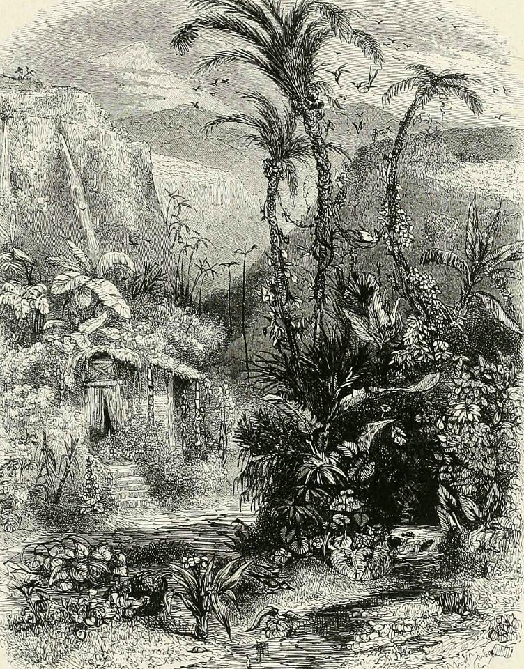Tropical Garden