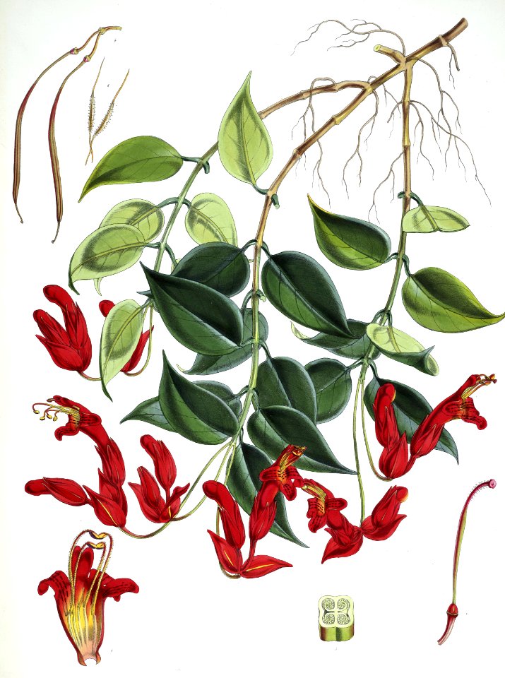 Aeschynanthus bracteatus