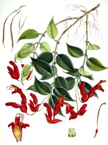 Aeschynanthus bracteatus