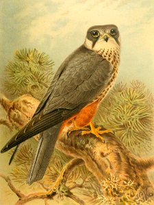 Eurasian Hobby