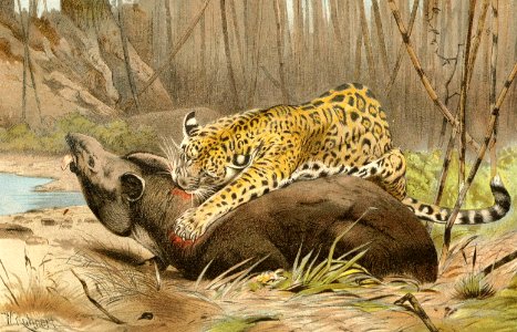 Jaguar Pounces on Tapir