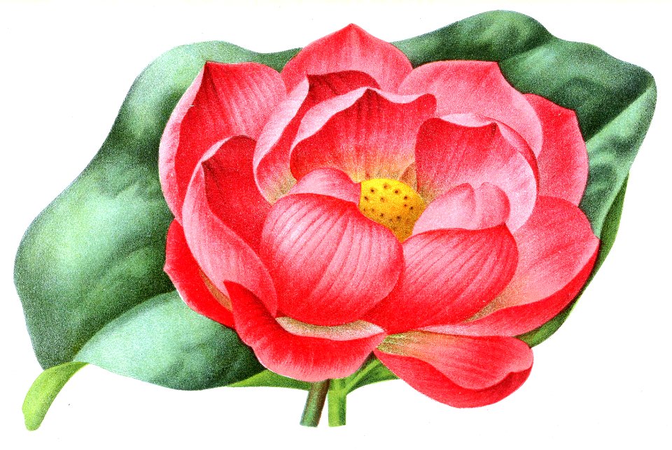 Nelumbo nucifera