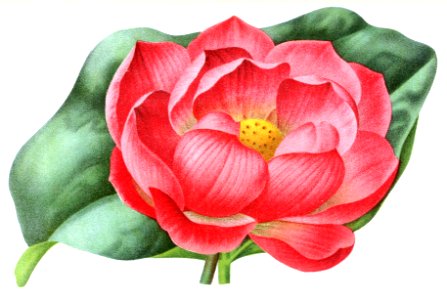 Nelumbo nucifera