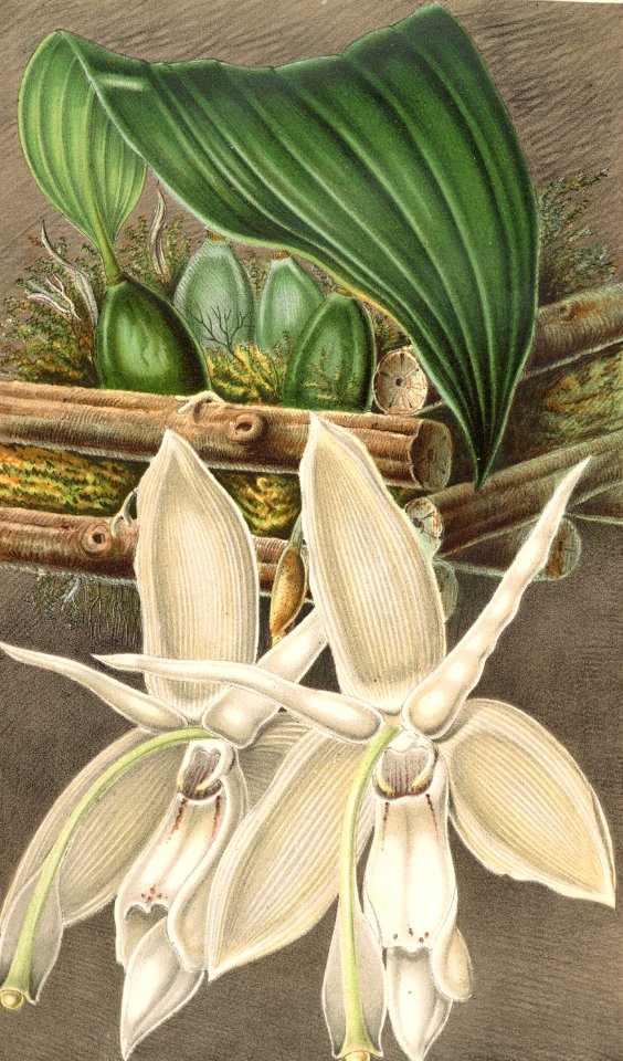 Stanhopea grandiflora