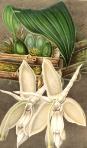 Stanhopea grandiflora