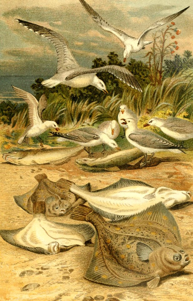 European Plaice