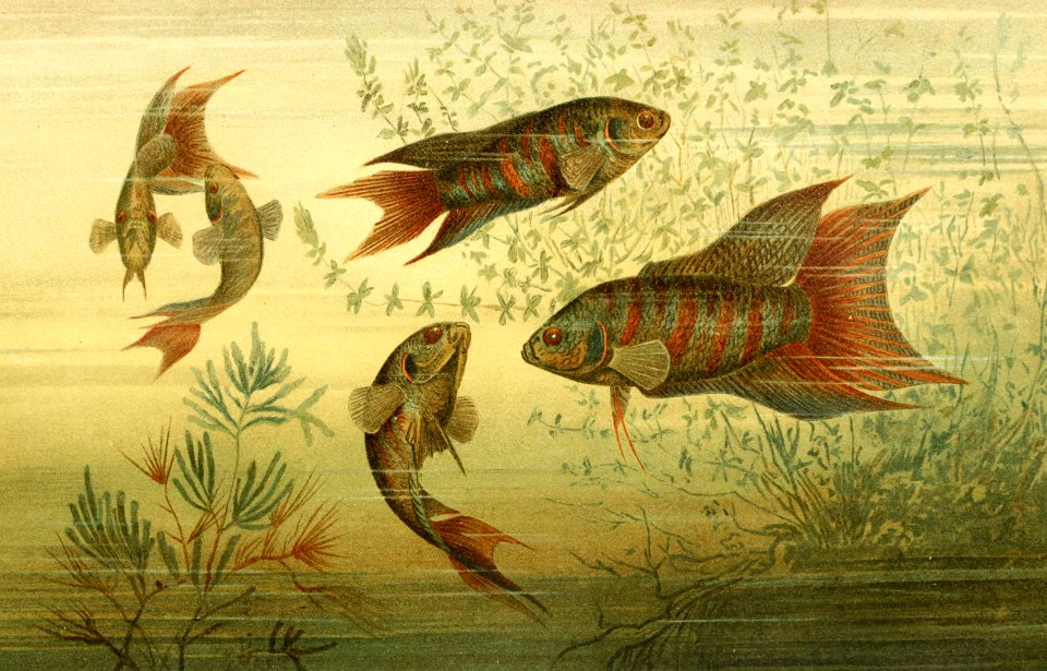 Paradise Fish