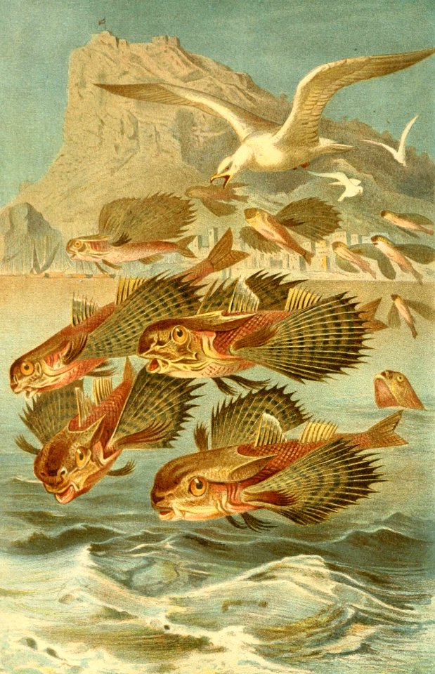 Flying Gurnards