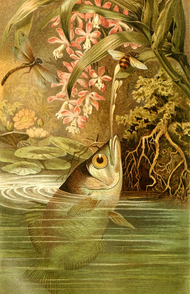 Archerfish