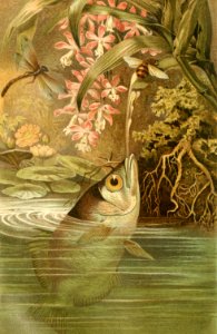 Archerfish