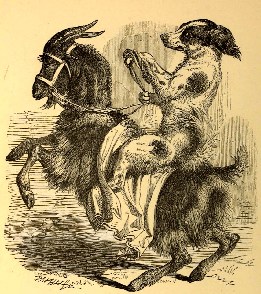 He Was Riding a Goat