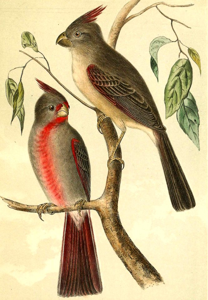 Desert Cardinal