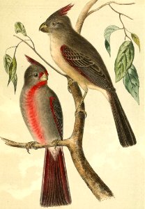 Desert Cardinal